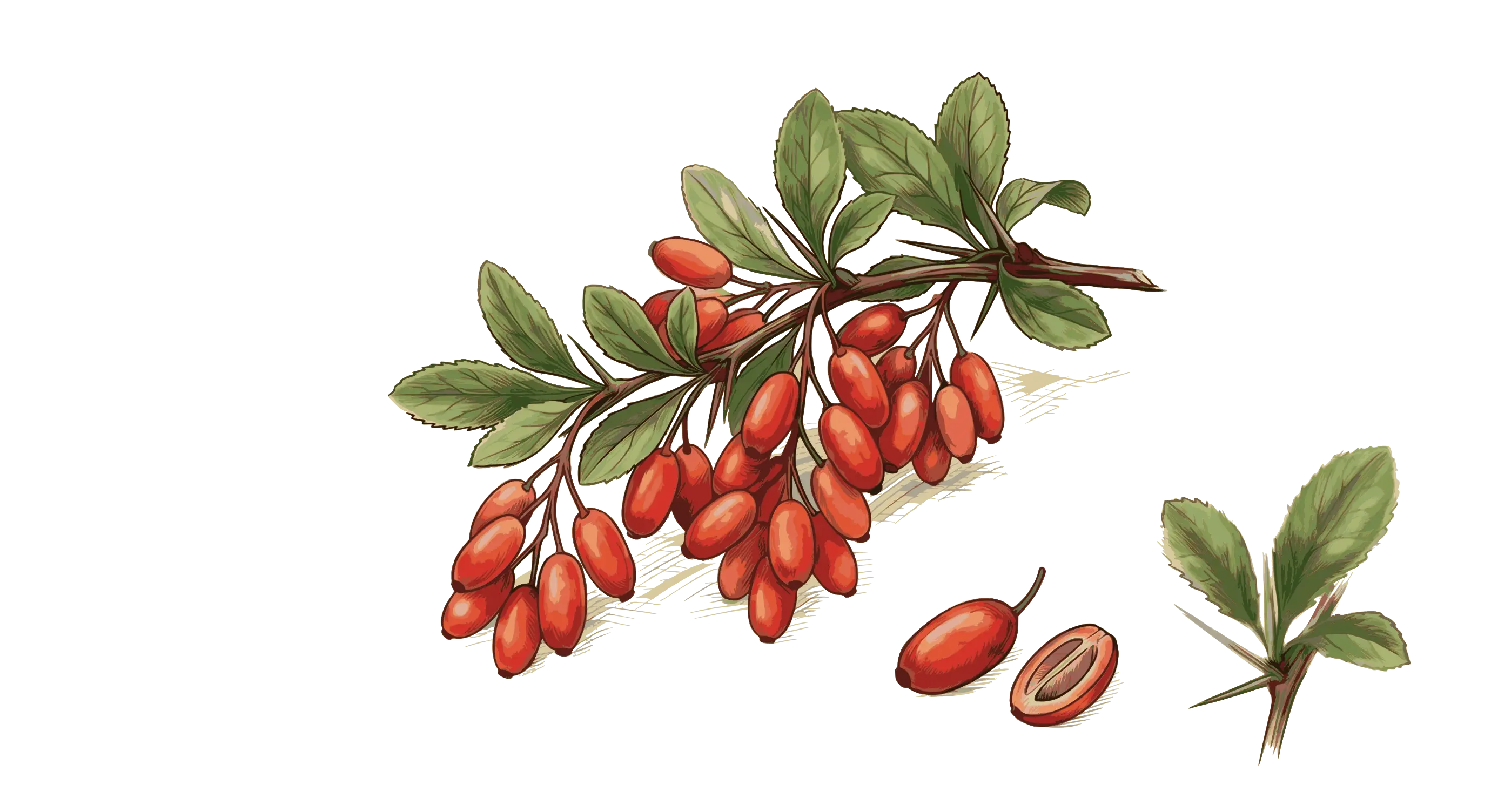 Crespino