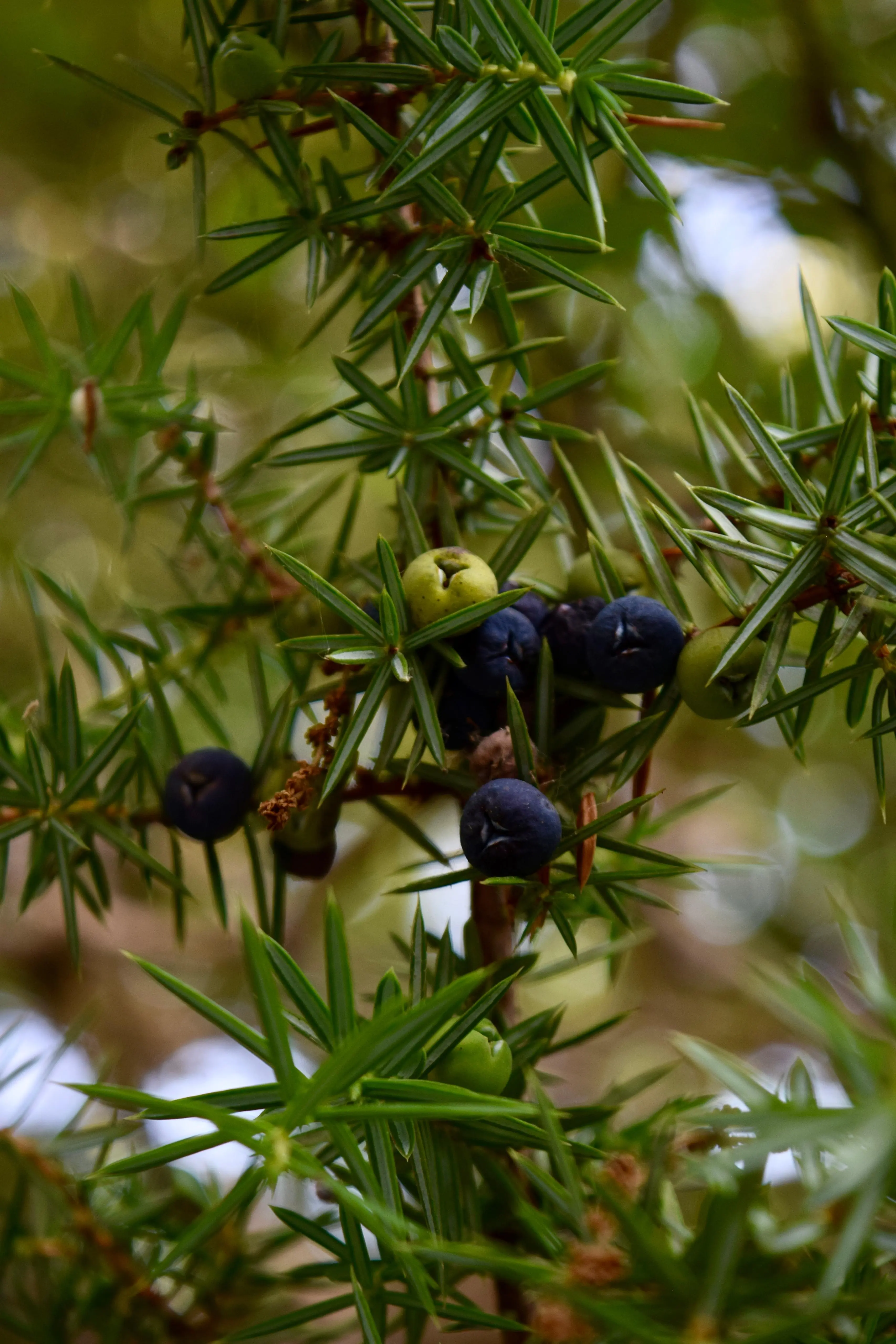Dalle nostre foreste al tuo calice...
